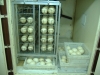Hatching a fertile parrot BIRD eggs for sale hatching ratio 1.1